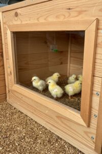 Starting Chicks? 28 Safe & Warm Brooder Box Solutions! – Crafty Sphere