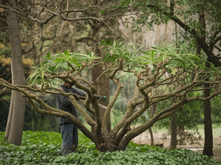 Does Pruning Help Plant Growth?